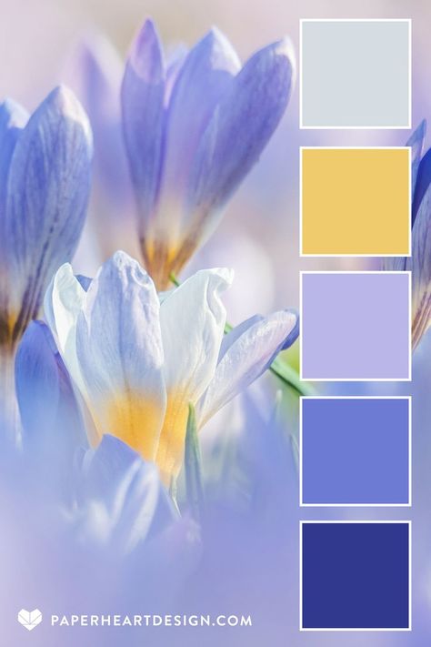 Close up photo of a crocus blooming in spring with a color palette overlay featuring shades of purple and yellow, by Paper Heart Design Spring Flower Palette, 6 Color Combinations Colour Palettes, Blue Floral Color Palette, Bright Summer Colour Palette, Springtime Color Palette, Creative Website Design Inspiration Color Schemes, Bright Color Pallets Inspiration, 2024 Spring Colors, Easter Color Palette 2024