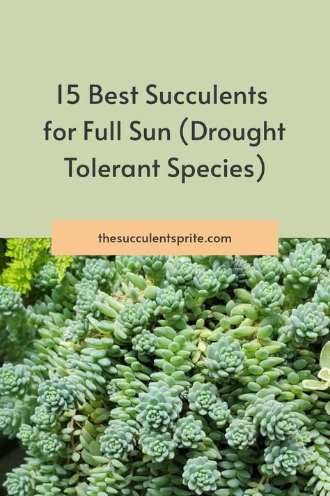 Large Outdoor Succulents, Best Succulents For Outdoors, Tropical Succulent Garden, Succulents That Like Full Sun, How To Plant Succulents Outdoors, Full Sun Rock Garden Plants, Full Sun Succulents Drought Tolerant, Plants For Zone 9b Drought Tolerant, Tall Succulents Plants Outdoor