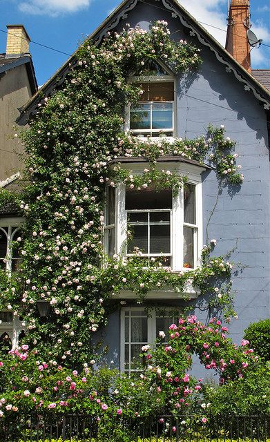 Rosa 'New Dawn' | by Susan R~-----one of my personal top 3 fave climbers; the others being 'Seven Sisters' and 'Zephrine 'Drouhin' Climbing Roses, New Dawn Climbing Rose, Rambling Roses, Cottage Door, Climbing Rose, 판타지 아트, Pretty House, Dream Garden, Dream Home Design