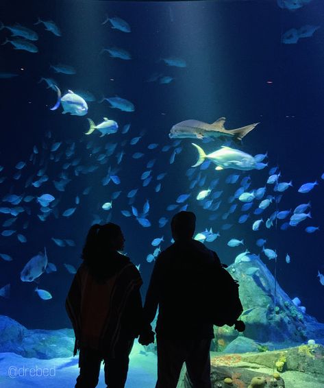 Couple romance newyork NY aquarium date fish ocean museum travel cute inspo goals blue light water holding hands insta instagram story post background screensaver Aquriam Date, Couple At Aquarium, Date Aquarium, Aquarium Couple Photos, Aquarium Aesthetic Couple, Museum Date Couple, Couple In Museum, Summer Date Ideas Aesthetic, Couple Museum Date