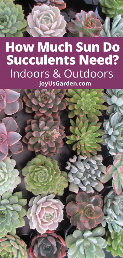 Full Sun Succulents, Succulent Outdoor, Indoor Succulents, Outdoor Planter Boxes, Propagating Succulents, Indoor Plant Care, Growing Succulents, Succulent Gardening, Outdoor Planter