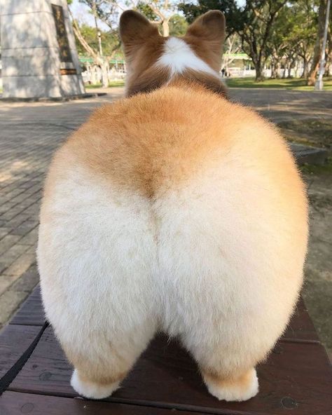 🐾 "Corgi Butt" Cuteness Alert! 🐶🍑 Behold the adorable derrière of a playful Corgi, showcasing the irresistible charm of this beloved breed! The iconic "Corgi butt" steals the show with its fluffy, stubby tail and those endearing fluffy cheeks. Prepare for a surge of smiles and "awws" as you explore this delightful canine feature! 📸 #CorgiButt #CorgiLove #AdorableTails #CutenessOverload 🐕🥰 Corgi Meme, Dog And Baby, Fluffy Corgi, Dog Home, Corgi Butts, Dog Selfie, Dog Stories, Dog Projects, Corgi Puppy