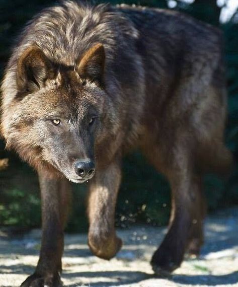 Something has the wolf's attention Beautiful Wolf, Wolf Photos, Wild Wolf, Wolf Love, Wolf Pictures, Wolf Spirit, Beautiful Wolves, Black Wolf, Wild Dogs