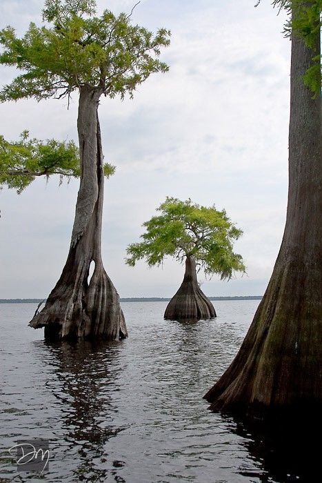 Blue Cypress, Weird Trees, Matka Natura, Old Trees, Cypress Trees, Unique Trees, Nature Tree, Tree Forest, Beautiful Tree