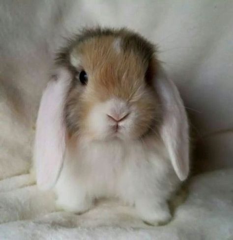 https://www.pinterest.com/pin/144115256803096794/ Hamsters, Baby Bunnies, Mini Lop, Guinea Pig Cage, Fluffy Bunny, Animale Rare, Bunny Pictures, Cute Creatures