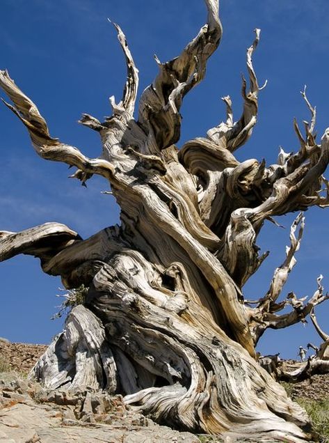 Trees Images, Famous Trees, Weird Trees, Ancient Trees, Tree Identification, Twisted Tree, Tree Study, Sacred Tree, Giant Tree