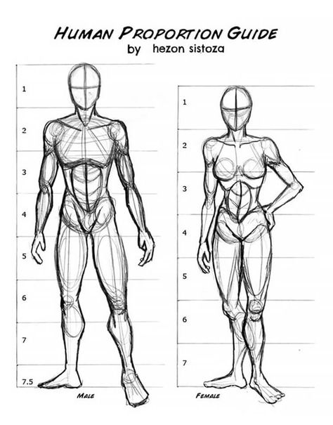 This human proportion guide shows you how to draw the human anatomy. These drawing ideas are perfect for anyone who wan'ts to practice drawing men and women. Drawing Hair, Drawing Hands, Drawing Body Proportions, Drawing Proportions, Male Figure Drawing, Human Body Drawing, Man Anatomy, Human Anatomy Drawing, Siluete Umane