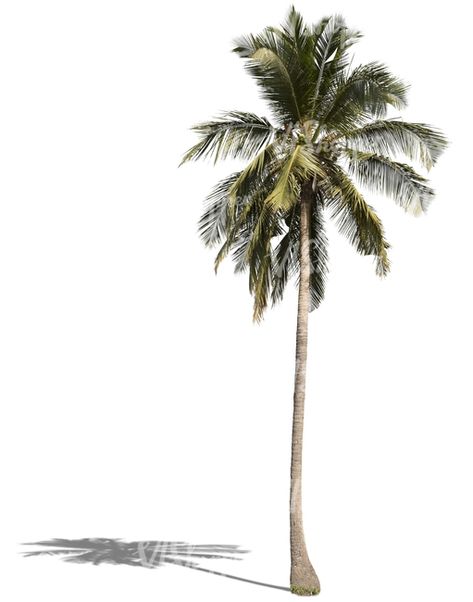 cut out tall palm tree Croquis, Photoshop Tree, Tree Plan Png, Tree Psd, Furniture Png, Palm Tree Images, Palm Tree Png, Plam Tree, Tree Cut Out