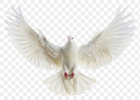 Dove Png Birds, Dove Aesthetic Bird, Dove Animal, Pigeon Png, Dove Png, Dove Images, Holy Spirit Dove, Dove Pigeon, Pigeon Bird