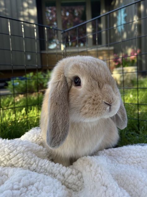 Cute Rabbit Photos, Cute Bunny Photo, Pet Bunny Aesthetic, Rabbits Aesthetic, Bunnies Aesthetic, Real Bunnies, Bunny Cutest, Light Brown Bunny, Bunny Pretty