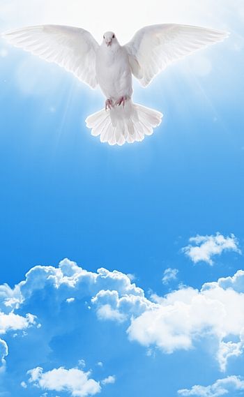 Holy Spirit Dove Stock Photos, Pictures & Royalty-free Images - Istock E14 Holy Spirit Images, Praying Hands With Rosary, Freedom Images, Holly Spirit, Heaven Pictures, Heaven Painting, Heaven Wallpaper, Dove Painting, Dove Images