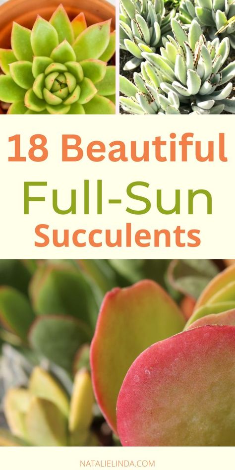 These full sun succulents can thrive outdoors, even in high heat! They perform better than other succulents and look great in DIY succulent bowls and succulent planters! Some do well planted in the ground as part of your landscape design, too, in both back and front yards! Succulents For Outdoors, Succulents Outdoor Pots, Succulent Arrangements Front Yard, Succulents Garden Landscape Front Yards, Best Succulents For Outdoors, Succulent Containers Outdoors, Succulent Flower Bed Front Yards, Outdoor Succulent Arrangements, Diy Succulent Garden Outdoors