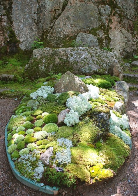 Moss Garden - Thuya Garden Northeast Harbor Maine | Flickr - Photo Sharing! Shaded Garden, Moss Gardens, Moss Growing, Tiny Worlds, Plantas Bonsai, Moss Garden, Fairy House, Miniature Garden, Mini Garden