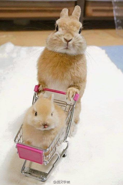 * Haiwan Comel, Cute Bunny Pictures, Psy I Szczenięta, Haiwan Lucu, Pet Bunny, Animale Rare, Baby Animals Pictures