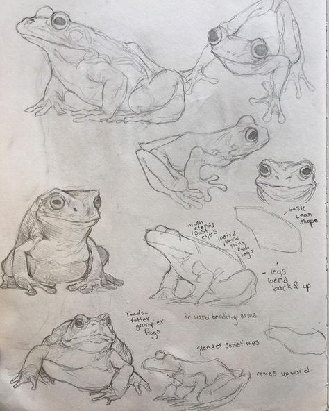 Frog studies for upcoming project------#frogs #drawing #illustration #illustrations #sketchbook #sketch #study #art #sketches #frogdrawing #doodle Art Studies Sketchbook, Frogs Drawing, Frog Sketch, Sketch Study, Some Drawings, Study Art, Frog Drawing, Animal Study, Frog Art