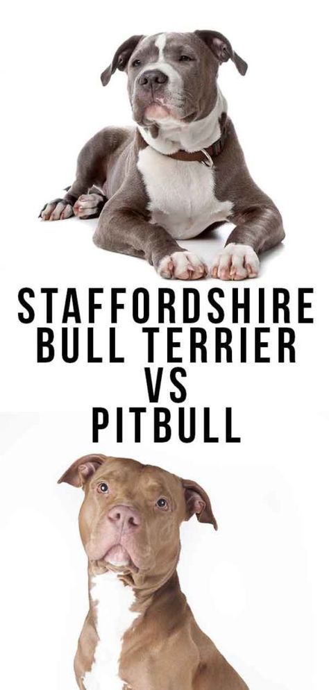 Staffordshire Bull Terrier Vs Pitbull - Which Is Best? Stanford Terrier, Staffy Bull Terrier, American Staffordshire Terrier Puppies, Pitbull Bull Terrier, Staffordshire Terrier Puppy, American Staffordshire Bull Terrier, Staffordshire Bull Terrier Puppies, Bull Terrier Tattoo, Cat Kennel