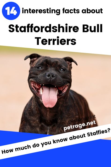 The Staffordshire Bull Terrier was bred for bull-baiting and dog fighting in Birmingham, England in the mid-1800's. Here are 14 Interesting Facts about Staffordshire Bull Terriers. Staffordshire Bull Terrier, Dogs Staffy, Staffy Pitbull, Staffy Bull Terrier, English Staffordshire Bull Terrier, British Bull Terrier, Staffordshire Bull Terriers, Bull Terrier Art, Fun Online Quizzes