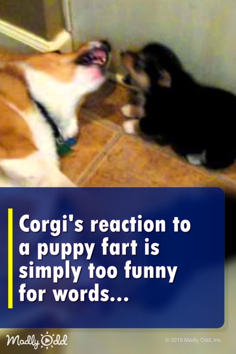 Corgi Videos Funny, Corgis Funny, Corgi Videos, Dog Farts, Corgi Gif, Crazy Corgi, Baby Corgi, Dogs Photos, Dog Corgi