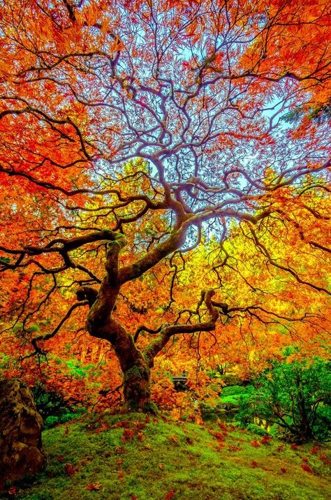 Japanese Gardens, Joyce Kilmer, Natural Ombre, Beautiful Trees, Image Nature, It's Coming, Maple Tree, Japanese Maple, Autumn Beauty