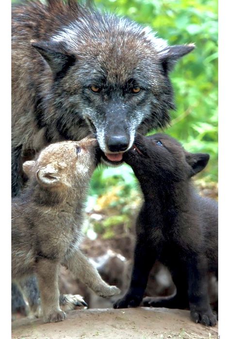 Two wolf cubs begging for an adult to regurgitate some food. The thought is a little gross, but it suits the family fine! Baby Wolves, Matka Natura, Wolf Pup, Wolf Photos, Wild Wolf, Wolf Love, Wolf Pictures, Wolf Spirit, Beautiful Wolves