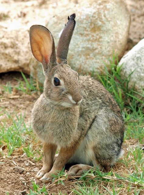 Wild Rabbit by ~photographyflower on deviantART Bunny Rabbit Photography, Forest Rabbit, Wild Bunny, Animals Rabbit, Wild Hare, Rabbit Pictures, Rabbit Photos, Beautiful Rabbit, Wild Rabbit