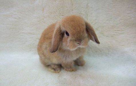 12 Holland Lop Bunnies for Sale Nashville, TN | Rabbits for Sale ... Mini Lop Bunnies, Mini Lop Rabbit, Lop Bunnies, Holland Lop Bunnies, Rabbits For Sale, Lop Eared Bunny, Indoor Rabbit, Mini Lop, Cute Bunny Pictures