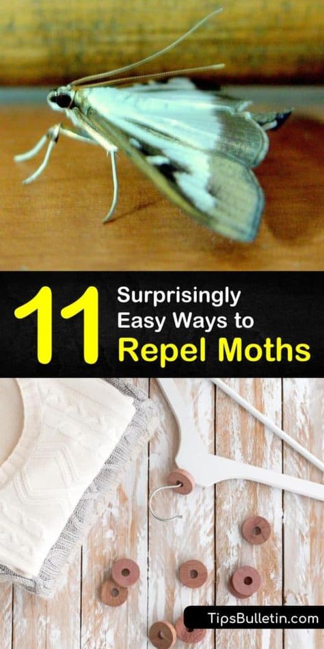 How To Get Rid Of Moths In Closet, Moth Traps Diy, How To Get Rid Of Moths In The House, Moths In Closet, Moth Larvae, Getting Rid Of Moths, Clean Painted Walls, Pantry Moths, Cedar Chips