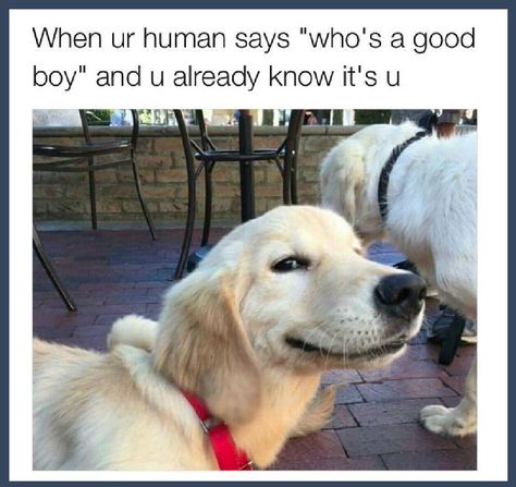 17 Uplifting And Pure Images Guaranteed To Make You Smile Animal Jokes, Dog Quotes, Funny Animal Pictures, Cute Dog Memes, Dog Jokes, Funny Dog Memes, Funny Animal Jokes, Funny Animal Memes, Dog Memes