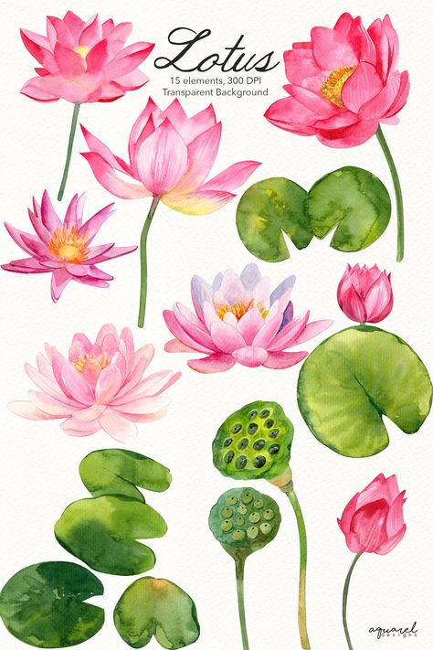 Water Lily Clipart, Water Lily Drawing, Bridal Shower Planner, Lotus Watercolor, Lotus Flower Drawing, Lotus Drawing, Watercolor Flowers Clipart, Design Wedding Invitation, Lilies Drawing