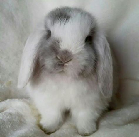 White Eared Lilac Magpie Mini Lop | Omg is this bun bun freaking adorable! Baby Bunnies, Mini Lop, Bunny Pictures, Pet Bunny, Haiwan Peliharaan, Funny Bunnies, Cute Animal Pictures, Cute Creatures