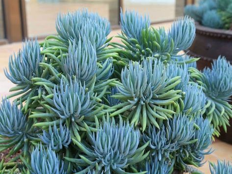 10 Best Succulents and Cacti to Grow in Full Sun | Succulents Box Blue Chalk Sticks, Chalk Sticks, Kalanchoe Blossfeldiana, Succulent Landscape Design, Blue Succulents, Succulent Landscaping, Hydrangea Care, Blue Plants, Leafy Plants