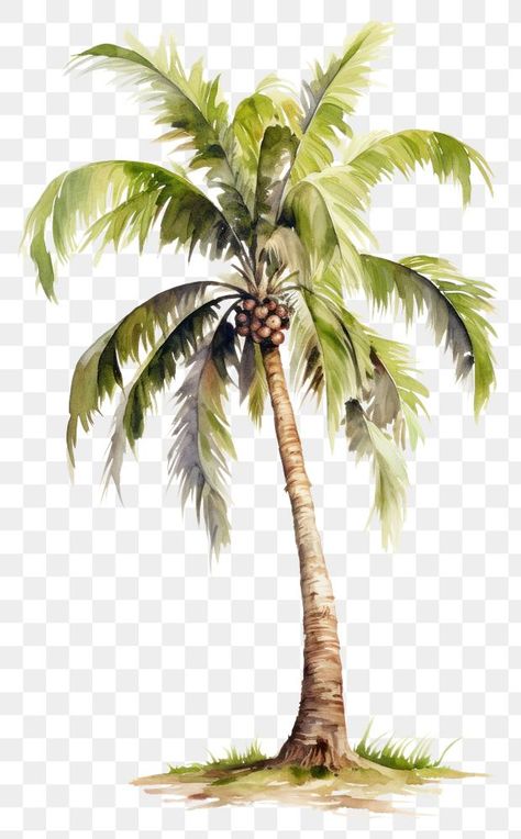 Palmas, Plant White Background, Tree Render, Palm Tree Fabric, Watercolor Tropical Leaves, Palm Tree Png, Plam Tree, Palm Tree Drawing, Tree Photoshop