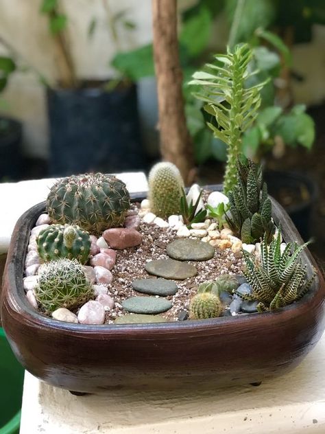 Cactus Garden Pot, Cactus Pots Ideas, Cactus Arrangements Ideas, Cactus Planter Ideas, Cactus Garden Ideas, Mini Cactus Pots, Mini Cactus Plants, Indoor Cactus Garden, Cactus Garden Design