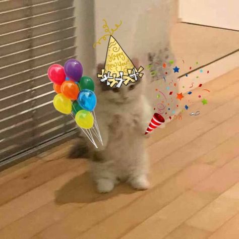 Cursed Happy Birthday Images, Happy Birthday Pfp, Happy Bday Funny, Pfp Birthday, Happy Birthday Wholesome, Birthday Cat Meme, Happy Birthday Reaction Pic, Birthday Reaction Pic, Hbd Happy Birthday