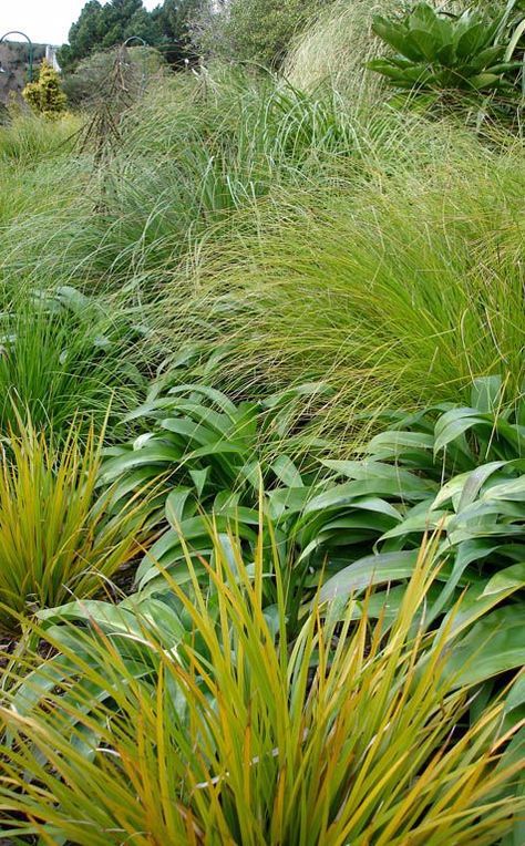 Award Winning Garden | NZ native grasses in a mixed planting | The Plant Company Entrance Steps, Native Plant Gardening, Grasses Landscaping, Coastal Gardens, Landscape Architecture Design, Front Lawn, Landscape Architects, Native Garden, Garden Landscape Design