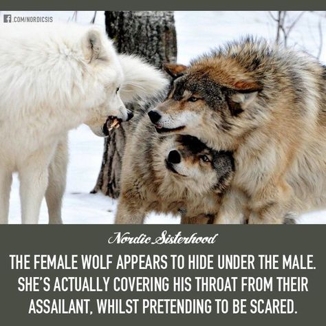 Female wolf protects the male Lone Wolf, Lup Singuratic, Wolf Quotes, She Wolf, Wolf Spirit, Animal Facts, Weird Facts, A Quote, About Love