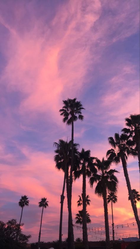 Palm Trees Sunset Wallpaper, Pink Sky Palm Trees, Aesthetic Palm Trees Background, Pink Esthetics Background, Sky Aesthetic Sunsets Pink, Tapeta Iphone Tumblr, Pink Palm Tree Aesthetic, Pink Palm Trees Wallpaper, Pink Hour Sky