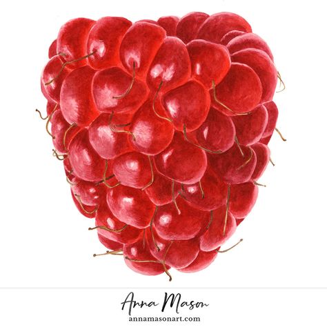 Raspberry - Anna Mason Art Fruit Drawing, Anna Mason, Fruits Drawing, Afrique Art, Illustration Botanique, Watercolor Food, Watercolor Fruit, Kunst Inspiration, Fruit Painting