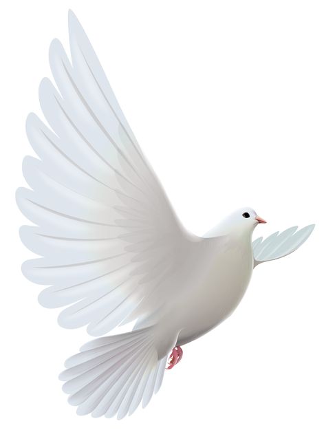 Dove Flying, Dove Images, राधा कृष्ण वॉलपेपर, Holy Spirit Dove, White Pigeon, Dove Pictures, Clip Art Free, Background Images Free Download, Blur Photo Background