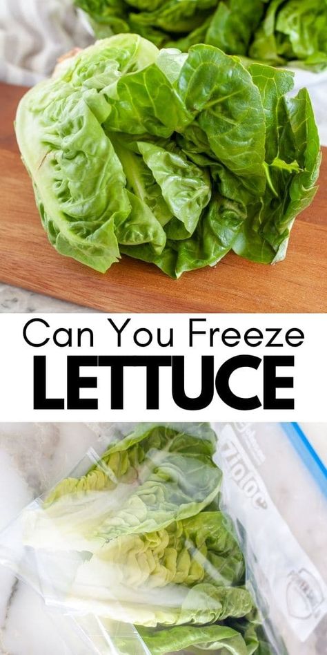 Shredded Lettuce Recipes, Garden Lettuce, Lettuce Recipes, Cooking Grains, Freezing Vegetables, Pressure Canning Recipes, Freezing Herbs, Salad Lettuce, Farmers Market Recipes