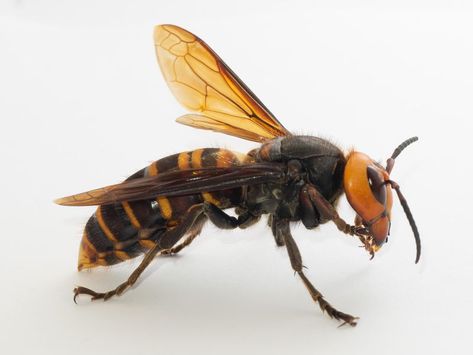 Hornet, Archaeology, Washington State, Living In Washington State, Insect Photography, Bees And Wasps, Creature Design, National Geographic, Aesthetic Art