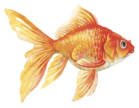 12,407 Goldfish Illustrations & Clip Art - iStock Cartoon Goldfish, Goldfish Watercolor, 3d Sidewalk Art, Black Goldfish, Goldfish Tattoo, Fish Sketch, Goldfish Art, Fish Icon, Stella Marina