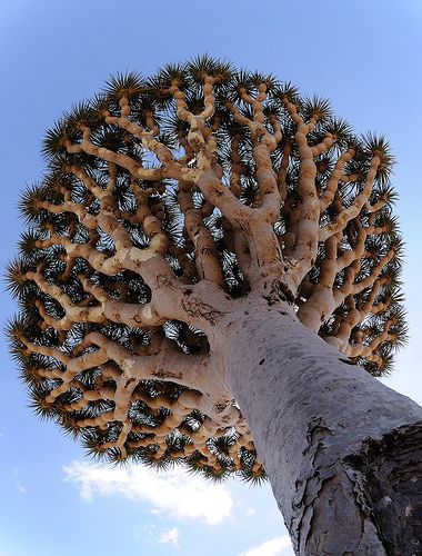 'Dragon's Blood tree, Dracaena cinnabari, photo by Stefan Geens, via Flickr (09/02/2009), Adan, Yemen. Socotra, Dracaena Cinnabari, Dragon Blood Tree, Weird Trees, Dragon Tree, Matka Natura, Unique Trees, Tree Hugger, Nature Tree