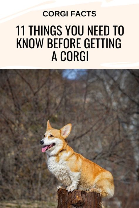 11 Things You Need to Know Before Getting a Corgi Wolf Corgi, Corgi Dog Breed, Corgi Facts, Cute Corgi Puppy, Pembroke Welsh Corgi Puppies, Corgi Owner, Welsh Corgi Puppies, Corgi Funny, Corgi Puppy