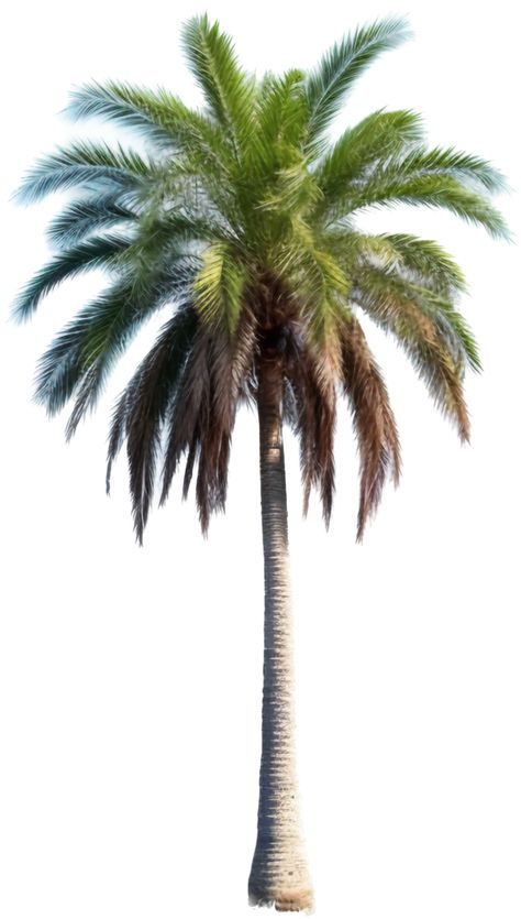 Palm Tree Icon, Png Top, Palm Tree Png, Tree Photoshop, Collage Material, Tree Png, Graduation Project, The Palm, Free Png