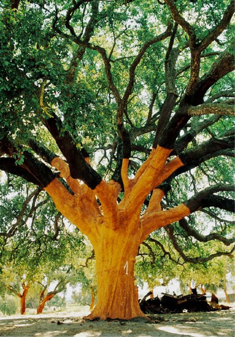 Ormanlık Alan, Weird Trees, Cork Tree, Matka Natura, Old Trees, Unique Trees, Tree Hugger, Nature Tree, Tree Forest