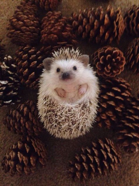 Cute hedgehog                                                                                                                                                                                 More                                                                                                                                                                                 More Hedgehog Pet, Baby Hedgehog, Cute Hedgehog, Baby Animals Funny, Cute Creatures, Sweet Animals, Nature Animals, Cute Little Animals, 귀여운 동물