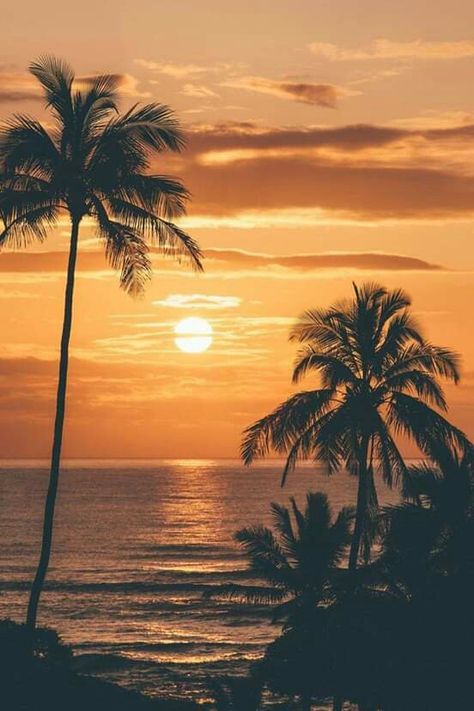 Coconut tree sun set Kauai, Sunset Wallpaper, Beautiful Sunrise, Alam Yang Indah, Sunset Pictures, Alam Semula Jadi, Sunset Beach, Beach Scenes, Nature Wallpaper