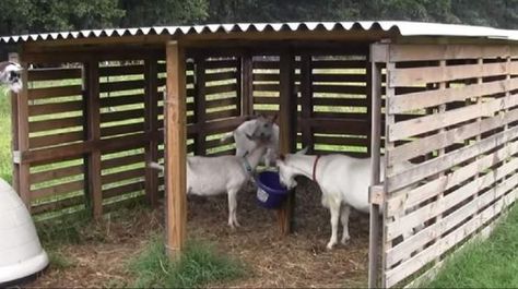 Fence For Goats, Goat Shelter Ideas, Diy Pallet Fence, Farm Goats, Sheep Shelter, Goat Fence, Sheep House, Goat Playground, Sheep Pen