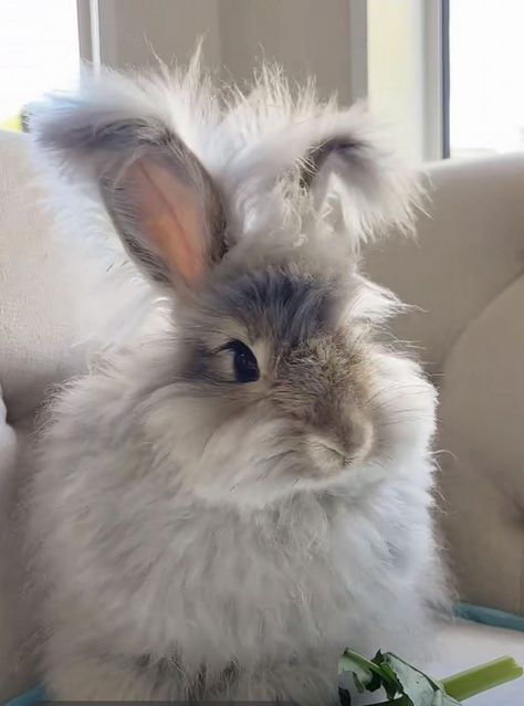 English Lop Rabbit, French Angora Rabbit, English Angora Rabbit, Angora Bunny, English Angora, Rabbits For Sale, Oregon Portland, Fluffy Rabbit, Rabbit Pictures